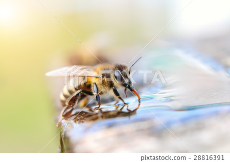 Macro photo bee drinking water. Animals and water. 28816391