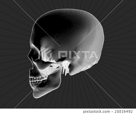 Engraving side view skull on gray BG 28816492