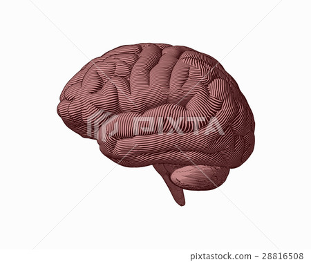 Brown engraving brain side view illustration Brown engraving brain side view illustration 28816508