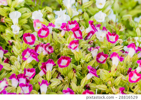 Wishbone flower, Bluewings or Torenia  28816529