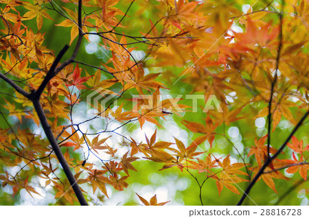 Golden Japanese maple leaves during autumn 28816728
