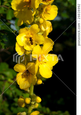 medicinal flowers of yellow color close-up  28816992