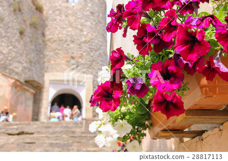 Blooming petunias near old castle. 28817113