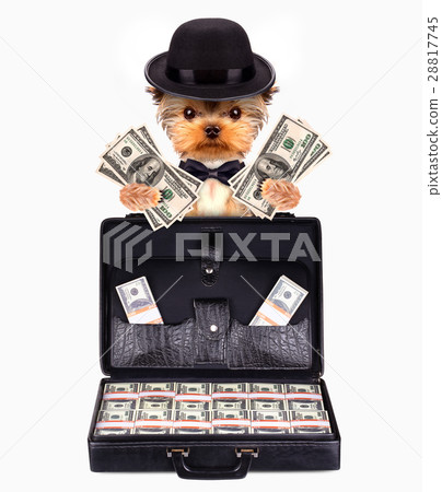 Funny dogs behind briefcase full of money Funny dogs behind briefcase full of money 28817745