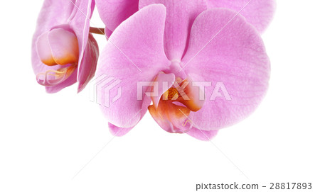 Closeup of a pink Phalaenopsis orchid flowers Closeup of a pink Phalaenopsis orchid flowers 28817893