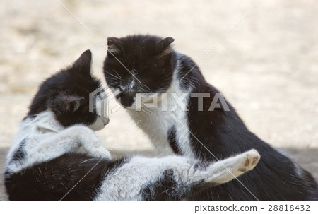 Two friendly cats kissing 28818432