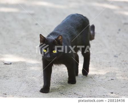the black cat goes along the road.. 28818436