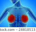 Woman breast with mammary gland 28818513
