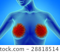 Female breast anatomy 28818514