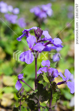 Vegetable Murasaki Vegetable Murasaki 28818787