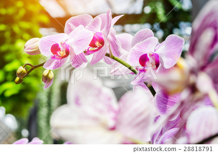 Multicolor beautiful tropical orchid flower. Multicolor beautiful tropical orchid flower. 28818791
