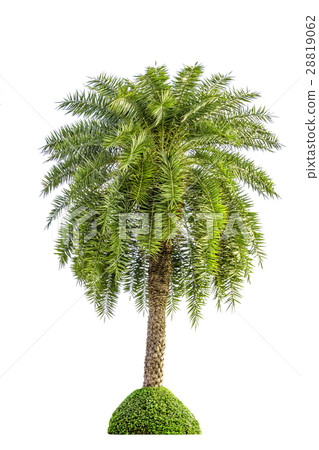 Foxtail palm tree isolated on white background 28819062