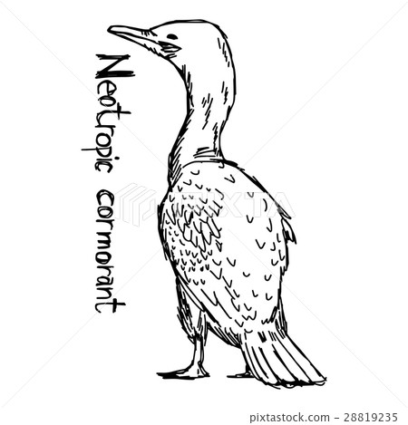 Neotropic cormorant - vector illustration 28819235
