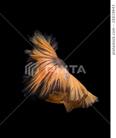 yellow betta yellow betta 28819643