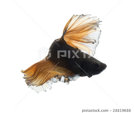 Betta fish Betta fish 28819688