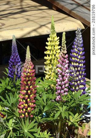 羽扇豆 羽扇豆 28819786