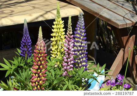 羽扇豆 羽扇豆 28819787