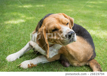 Beagle dog scratching on grass Beagle dog scratching on grass 28819794