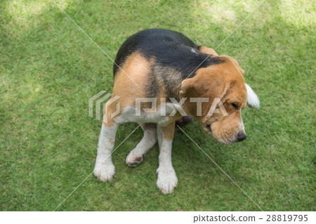 Beagle dog scratching on grass 28819795
