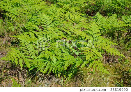bracken in the forest under the rays of the sun 28819990