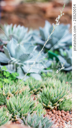 Succulent cactus plant in a garden. Succulent cactus plant in a garden. 28820054