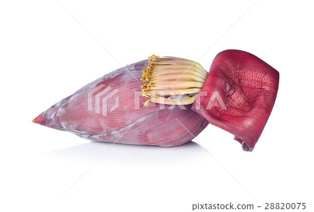 Banana Blossom on a white background 28820075