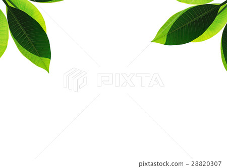 leaves Plumeria isolated on white background leaves Plumeria isolated on white background 28820307