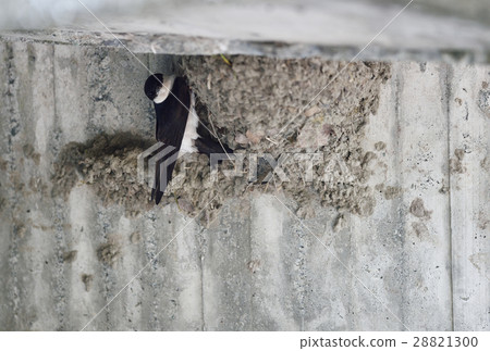 Nest of stag beetles 28821300