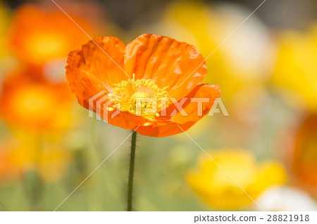 Poppy Poppy 28821918