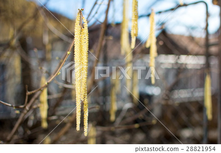 Hazelnut catkins hanging from the tree 28821954