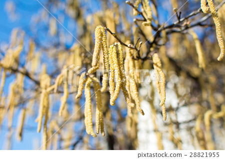 Hazelnut catkins hanging from the tree Hazelnut catkins hanging from the tree 28821955