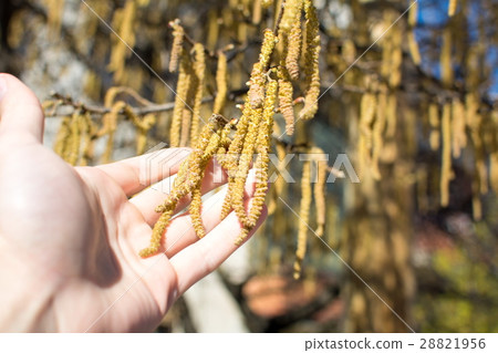 Male hand holding hazelnut catkins Male hand holding hazelnut catkins 28821956