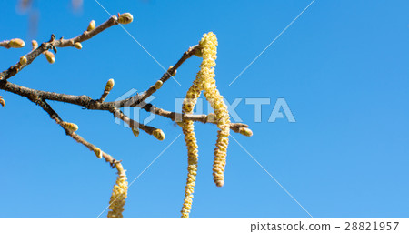 Hazelnut catkins against blue sky Hazelnut catkins against blue sky 28821957