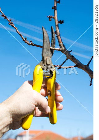 Male hand pruning fruit before start of spring Male hand pruning fruit before start of spring 28821958