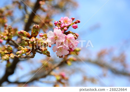 河津櫻花 河津櫻花 28822664