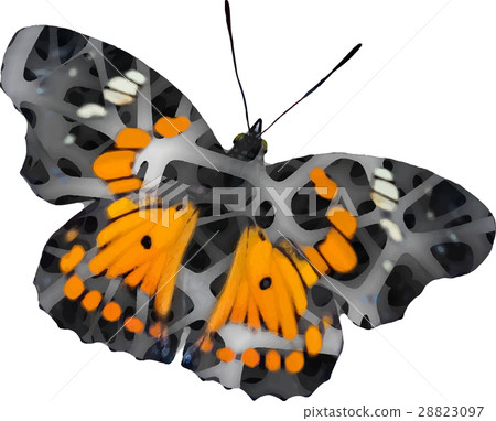 illustration butterfly illustration butterfly 28823097
