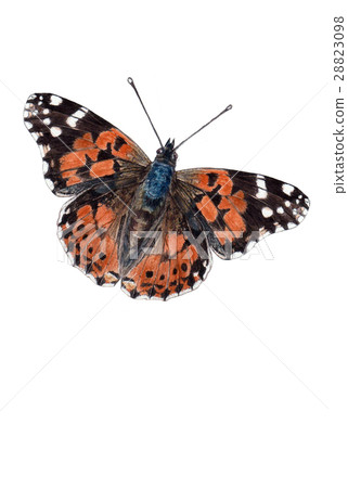 watercolor butterfly watercolor butterfly 28823098