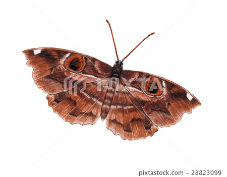 illustration butterfly1 illustration butterfly1 28823099