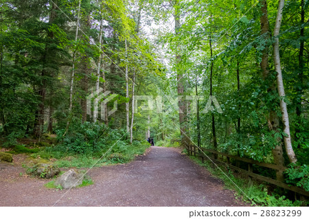 Path through the Hermitage Wood, Scotland Path through the Hermitage Wood, Scotland 28823299
