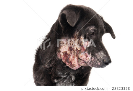 Closeup face of dog sick leprosy skin problem Closeup face of dog sick leprosy skin problem 28823338