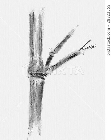 Bamboo illustration Bamboo illustration 28823355