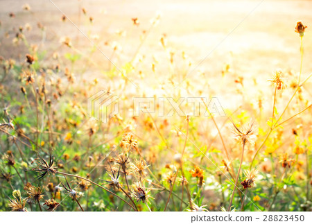 nature background 28823450