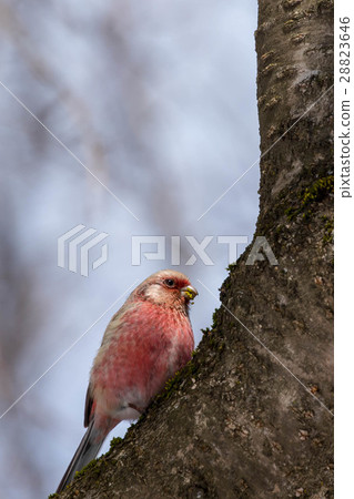 Bennimishko停在樹上 28823646