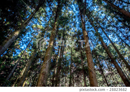 Cedar forest 28823682