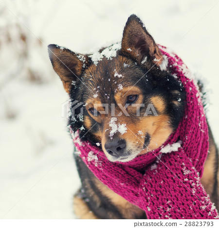 Portrait of a dog with knitted scarf Portrait of a dog with knitted scarf 28823793