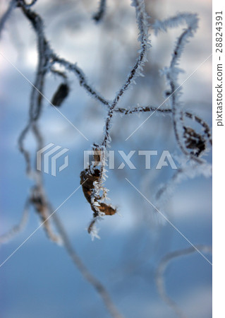 Frost on a plant. 28824391