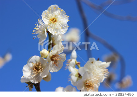 Plum blossom  28824490