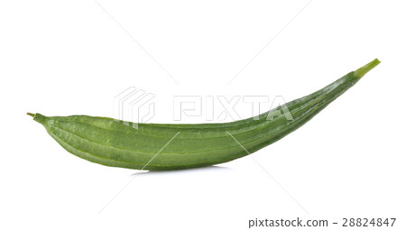 Fresh luffa vegetable  on white background 28824847