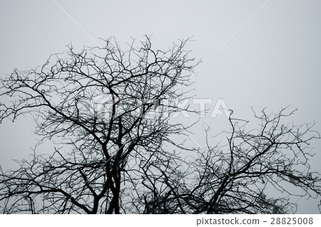 black tree and black raven. Frosty day 28825008