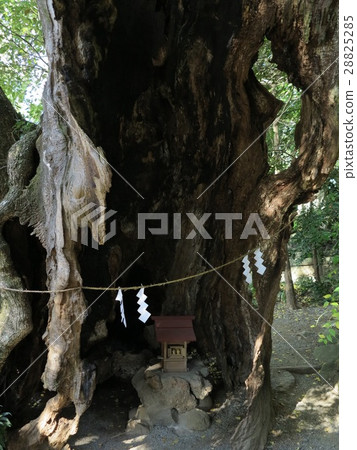 Komiya Shrine 2nd Osuni 28825285